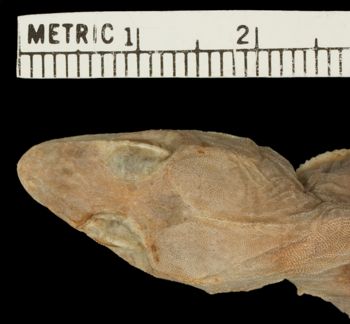 Media type: image;   Herpetology R-14346